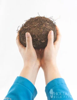 Menu Santa Barbara Begonia -Cheap Garden Twist Store 71149 santa barbara begonia 3