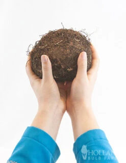 Menu Santa Cruz Begonia -Cheap Garden Twist Store 71150 santa cruz begonia 2