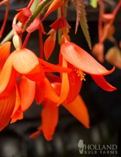 Menu Santa Cruz Begonia -Cheap Garden Twist Store 71150 santa cruz begonia 3