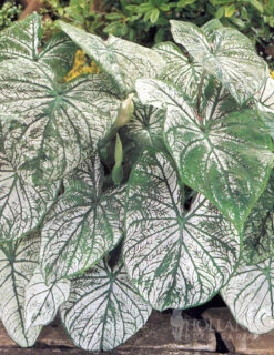 Menu Golden Glory Shade Garden Collection -Cheap Garden Twist Store 72104 candidum caladium