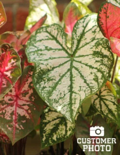 Menu Golden Glory Shade Garden Collection -Cheap Garden Twist Store 72104 candidum caladium 3