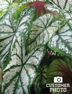 Menu Golden Glory Shade Garden Collection -Cheap Garden Twist Store 72104 candidum caladium 4