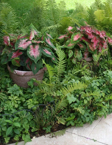 Menu Blazing Scarlet Shade Planter Collection 9 Menu Blazing Scarlet Shade Planter Collection - Image 9