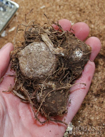 Menu Blazing Scarlet Shade Planter Collection 13 Menu Blazing Scarlet Shade Planter Collection - Image 13