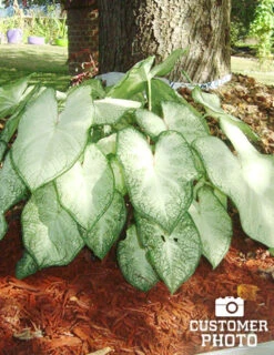 Menu Blazing Scarlet Shade Planter Collection 24 Menu Blazing Scarlet Shade Planter Collection -Cheap Garden Twist Store 72117 moonlight caladium 4