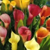 Menu Hybrid Calla Lilies Mixed Value Bag