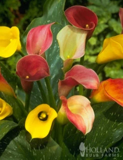Menu Hybrid Calla Lilies Mixed Value Bag -Cheap Garden Twist Store 73101 hybrid calla lilies mixed value bag 2