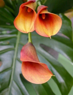 Menu Juicy Fruit Calla Collection -Cheap Garden Twist Store 73123 2
