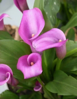 Menu A Lady's Favorite Calla Collection -Cheap Garden Twist Store 73124 1