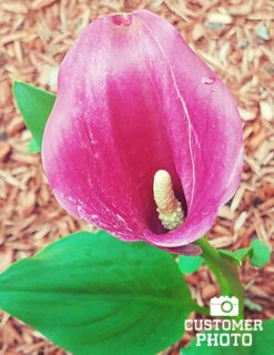 Menu A Lady's Favorite Calla Collection -Cheap Garden Twist Store 73124 2018 07 18 lavender gem calla lily sara 2