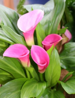 Menu Crystal Clear Calla Lily Collection -Cheap Garden Twist Store 73130 1