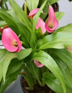 Menu Garnet Glow Calla Lilies -Cheap Garden Twist Store 73130 2 2