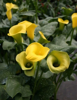 Menu Millennium Queen Calla Lily -Cheap Garden Twist Store 73134 1