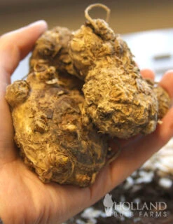 Menu Lipstick Calla Lily -Cheap Garden Twist Store 73136 lipstick calla lily 5 1