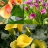 Menu Juicy Fruit Calla Collection