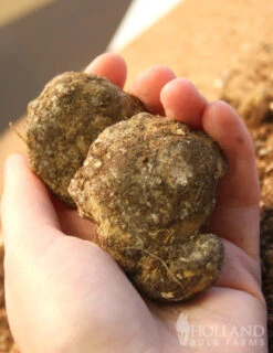 Menu Deluxe Exclusive Calla Combo -Cheap Garden Twist Store 73149 deluxe exclusive calla combo 2