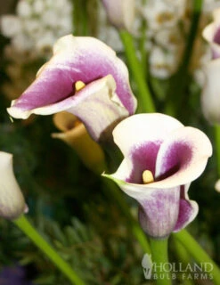 Menu Deluxe Exclusive Calla Combo -Cheap Garden Twist Store 73149 deluxe exclusive calla combo 3