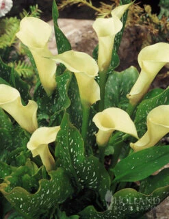 Menu A Lady's Favorite Calla Collection -Cheap Garden Twist Store 73151 albomaculata calla lily