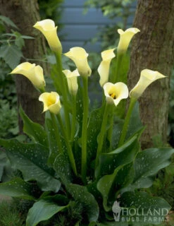Menu Black Eyed Lady Calla Lily -Cheap Garden Twist Store 73152 black eyed lady calla lily 3