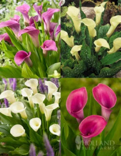 Menu A Lady's Favorite Calla Collection