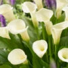 Menu Intimate Queen Calla Lily