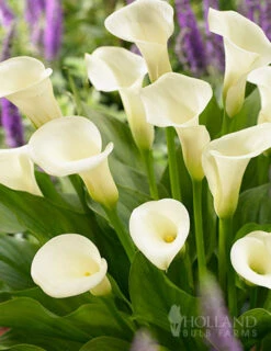 Menu A Lady's Favorite Calla Collection -Cheap Garden Twist Store 73167 intimate queen calla lily 2