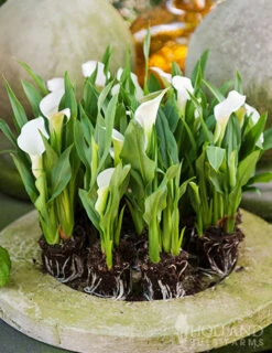 Menu A Lady's Favorite Calla Collection -Cheap Garden Twist Store 73167 intimate queen calla lily