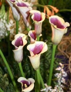 Menu Picasso Calla Lily -Cheap Garden Twist Store 73169 2