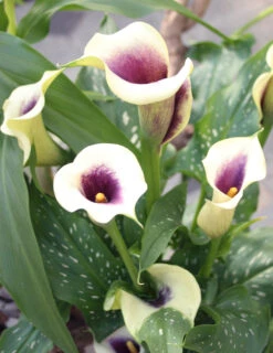 Menu Picasso Calla Lily -Cheap Garden Twist Store 73169