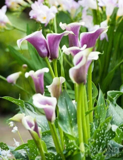 Menu Picasso Calla Lily -Cheap Garden Twist Store 73169 picasso calla lilies 2