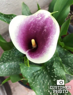 Menu Picasso Calla Lily -Cheap Garden Twist Store 73169 picasso calla lilies 3