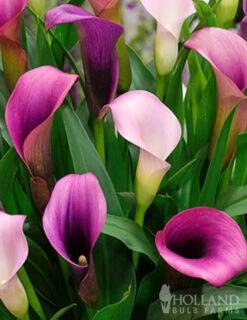 Menu Pasja Calla Lily -Cheap Garden Twist Store 73173 pasja calla lilies