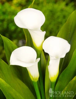 Menu Crystal Clear Calla Lily Collection -Cheap Garden Twist Store 73175 calla lilies crystal clear 2