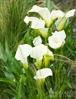Menu Crystal Clear Calla Lily Collection -Cheap Garden Twist Store 73175 calla lilies crystal clear 4
