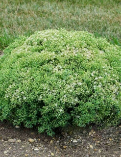 Menu Medley Of Sedum Collection -Cheap Garden Twist Store 74100 bundle of joy 2