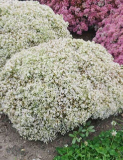 Menu Medley Of Sedum Collection -Cheap Garden Twist Store 74100 bundle of joy
