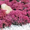 Menu Dazzleberry Sedum