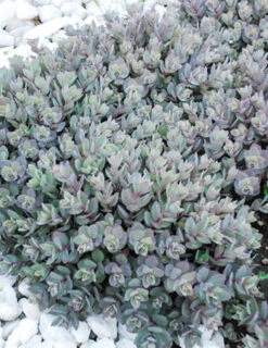 Menu Dazzleberry Sedum -Cheap Garden Twist Store 74101 dazzleberry 2