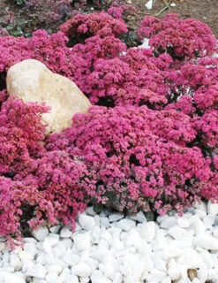 Menu Dazzleberry Sedum