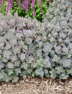 Menu Dazzleberry Sedum -Cheap Garden Twist Store 74101 dazzleberry 3