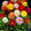 Menu Mixed Unwin Dwarf Dahlias Value Bag