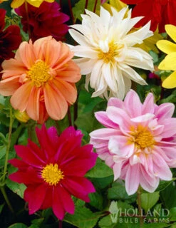 Menu Mixed Unwin Dwarf Dahlias Value Bag -Cheap Garden Twist Store 74102 mixed unwin dwarf dahlias value bag 2