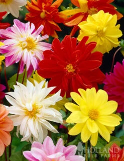 Menu Mixed Unwin Dwarf Dahlias Value Bag -Cheap Garden Twist Store 74102 mixed unwin dwarf dahlias value bag 3