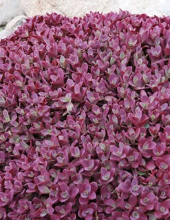 Menu Firecracker Sedum