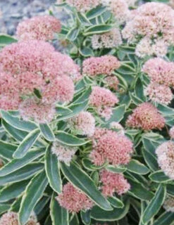 Menu Frosted Fire Sedum -Cheap Garden Twist Store 74104 frosted fire