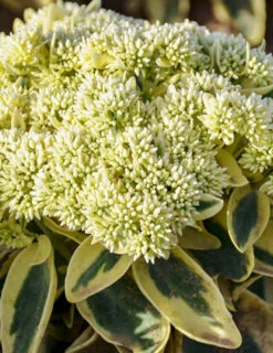 Cheap Garden Twist Store -Cheap Garden Twist Store 74104 frosted fire 3