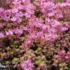 Menu Fulda Glow Sedum