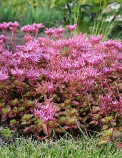 Menu Fulda Glow Sedum -Cheap Garden Twist Store 74105 fulda glow 2