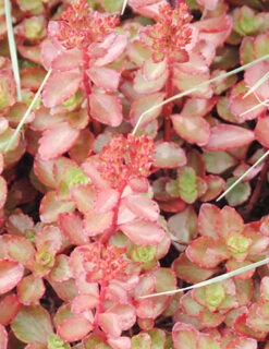 Cheap Garden Twist Store -Cheap Garden Twist Store 74105 fulda glow 3