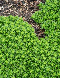 Menu Little Miss Sunshine Sedum -Cheap Garden Twist Store 74106 little miss sunshine